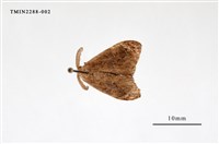 藏品(小白紋毒蛾)的圖片